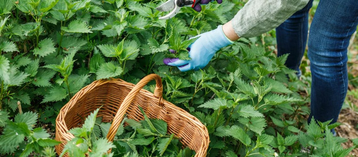 Peut-on vraiment être allergique aux orties ?